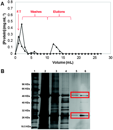 Chromatogram of Mabs purification from crude extract using (A) CP monoliths: (◆) native and (▲) functionalized, at a flow rate of 1 mL min−1. The fractions collected included the flowthrough (F.T.) followed by the washing and elution steps. The acrylamide gel from SDS-PAGE performed with the fractions collected during the Mabs purification (B): lane 1 corresponds to the molecular weight marker, lane 2 represents the loading, lane 3 is the flowthrough, lane 4 corresponds to the first wash (phosphate buffer (50 mm, pH 8.0)), and lane 5 and lane 6 are the first and second elution fractions (sodium citrate buffer (50 mm, pH 3.0)).