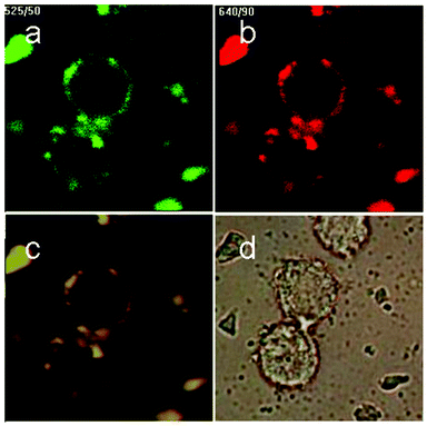 (a–c) Total up-conversion fluorescence (yellow), and images upon passing through red or green filters of murine bladder cancer cells (MB49) after the uptake of mesoporous silica-coated NaYF4:Yb/Er nanoparticles; the bright-field image is given in (d).