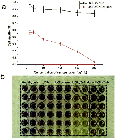 Viability of cells incubated with the ZnPc-loaded nanoparticles as a function of the nanoparticle concentration, treated with or without NIR radiation. The incubated cells were exposed to NIR radiation for 5 min.