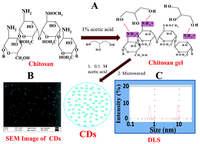 (A) Schematic representation of the procedure used to obtain carbon dots (CDs) from chitosan gel, (B) representative scanning electron microscope image of the CDs, and (C) particle size distribution of the CDs obtained from DLS.
