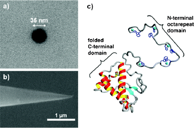 Scanning electron micrographs of the conical nanopipettes used in this study. A) top view showing a 35 nm nanopipette pore and B) side view showing the conical shape. C) Three-dimensional rendering of the prion protein with copper ions included (cyan spheres).