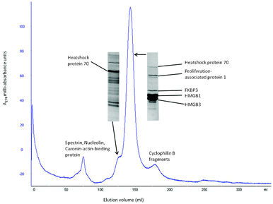 Gel-filtration of peak 1 from Fig. 3. To determine if the FKBP3 in peak 1 of Fig. 3 formed a complex with either HMGB1 or HMGB3, the fractions from that peak were passed through a 0.5 metre long S100 gel-filtration column. The analysis was carried out in buffer at pH 6 (100 mM KCl, 95 mM KH2PO4, 5 mM K2HPO4). There is an early minor peak of spectrin casein-actin-binding protein and nucleolin. Following this is a significant peak rich in Hsp 70 which is close to the main peak of proliferation-associated protein 1, FKBP3, HMGB1 and HMGB3. A later significant peak contained largely different fragments of cyclophilin B.