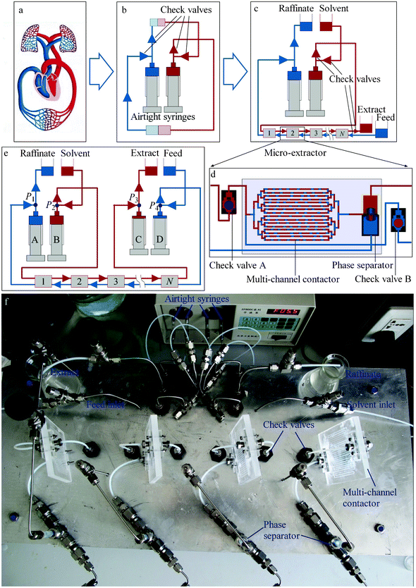 Derivation of the countercurrent micro-extraction system. (a) The human cardiovascular system. (b) A simulated cardiovascular system, with the heart replaced by airtight syringes and check valves. Reciprocal motion of the syringes substitutes for the heartbeat. (c) The asymmetrical countercurrent micro-extraction system, with systemic circulation replaced by multi-stage micro-extractors, performing mass transfer between the organic and aqueous solutions. (d) Configuration of one stage of the micro-extractor, including a micro-contactor, a phase separator and two check valves. (e) The symmetrical countercurrent micro-extraction system, with two further syringes for input of the feed and output of the extract. (f) The four-stage countercurrent micro-extraction setup arranged on a 20 × 50 cm panel.