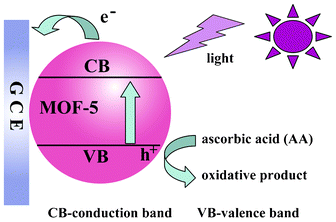 The photocurrent generation mechanism of a MOF-5 modified GCE.