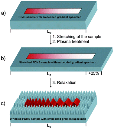 Wrinkling of PDMS gradient specimens. a) A PDMS gradient specimen is embedded into a PDMS-hard mixture and cured. b) The entire sample with initial length L0 is strained to 125% and plasma treated. c) After relaxation, the gradient specimen shows a variation of wrinkle wavelength at the surface in contrast to the surrounding PDMS-hard regions (note that the SiOx-layer thickness in the sketch is exaggerated for better visualization of the principle).