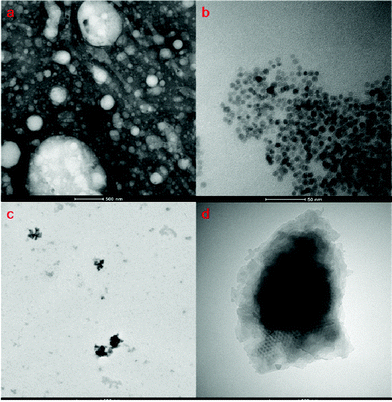 TEM images of (a) bare Ch–HA micelles (negative stained), (b) SPIO nanoparticles, and (c) DSCH micelles. (d) Amplified TEM image of DSCH micelle.