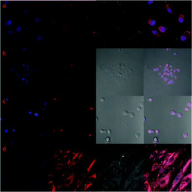 Confocal laser scan microscopy images of (a) HeLa, (b) HepG2, (c) MCF7, (d) WI38. From left to right, figures are DAPI-stained nucleus, DOX, bright field of cells, merged images.