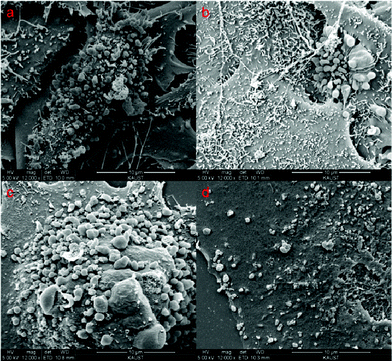 SEM images of (a) HeLa, (b) HepG2, (c) MCF7 and (d) WI38 cells after treatment of DSCH micelles.