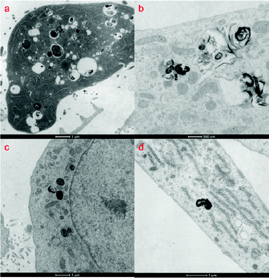TEM images of (a) HeLa (b) HepG2 (c) MCF7 and (d) WI38 after treatment of DSCH micelles.