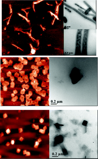 AFM (left panels) and TEM (right panels) micrographs of (a) α-CD, (b) β-CD, and (c) γ-CD aggregates surrounding the l-cysteine coated Au NCs. Elongated and regular cuboid type arrangements are observed for α- and γ-CD aggregates, respectively.