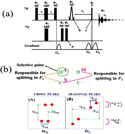 (a) Pulse sequence utilized for the C-HETSERF experiment. The delay Δ responsible for the polarization transfer that depends on the factor 1/(4 × 1JCH). (b) Pictorial depiction of the extraction of different couplings from the C-HETSERF experiment in an AMX spin system when the selective pulse is applied on A spin; (A) The diagonal peaks of the 2D spectrum yielding the one bond heteronuclear coupling (1JAX). It is the frequency difference between the 13C-bound proton signals at their |13Cα> or |13Cβ> spin states in both the dimensions, (B) The cross peaks yielding the long range heteronuclear coupling (2JXM). The F2 cross-section of the 13C-attached proton signals at either |13Cα> or |13Cβ> spin states provides the homonuclear coupling between A and M (3JAM). In the all present experiments, a non-selective 90° pulse is applied on protons instead of a selective pulse before the t1 evolution.
