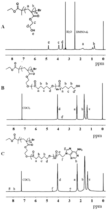 
            1H NMR spectra of (A) PHEMA, (B) PHEMA-g-PCL and (C) PHEMA-g-(PCL-A).