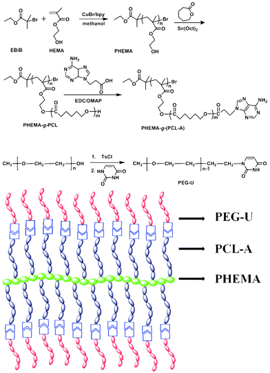 Synthesis of PHEMA-g-(PCL-A) brush macromolecule and PEG-U by ATRP, ROP and coupling reaction and schematic structure of supramolecular brush copolymer PHEMA-g-(PCL-A:U-PEG).