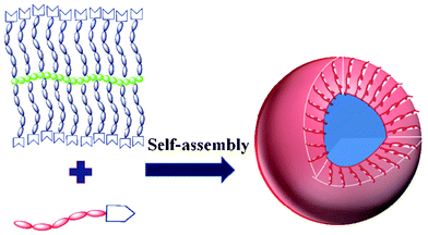 Schematic representation of self-assembly of PHEMA-g-(PCL-A:U-PEG) in water and the core/shell aggregating structure of resulting micelle.