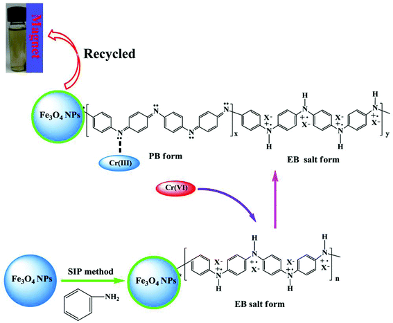 Proposed mechanism of Cr(vi) removal by magnetic PANI nanocomposites (X represents doped acid PTSA).