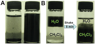 Dispersion of CNT nanoparticles in water and organic media. (A) The water dispersion of pristine CNTs (left bottle) and CNT-PDA-MPS (right bottle). (B) Transfer of CNT-PDA-NDM from water to dichloromethane. A clear water/oil interface was observed, in which CNT-PDA-NDM was dispersed in water (left bottle). Most of CNT-PDA-NDM was transferred to dichloromethane after shaking the bottle for 5 min (right bottle).
