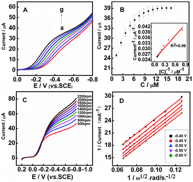 (A) CYP3A4/CPR-microsomes/PDDA/Au/PDDA/G films in electrochemical biocatalysis. Influence of increasing nifedipine concentration on rotating disk voltammograms (1000 rpm) in aerobic 0.1 M PBS, pH 7.4. (a–g: 0, 1.24, 2.48, 3.72, 4.96, 6.2, 7.44 μM). (B) Calibration plots illustrating the electrode response to nifedipine addition; (inset) double-reciprocal plot of catalytic current and the concentration of nifedipine. (C) Rotating disk electrode linear sweep voltammograms of CYP3A4/CPR-microsomes/PDDA/Au/PDDA/G in aerobic 0.1 M PBS, pH 7.4 with various rotation rates at the scan rate of 20 mV s−1. (D) Koutecky–Levich plot of i−1versus ω−1/2 at different electrode potentials.