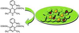 Illustration of fabricate the model of the CYP3A4/CPR-microsomes biosensor.