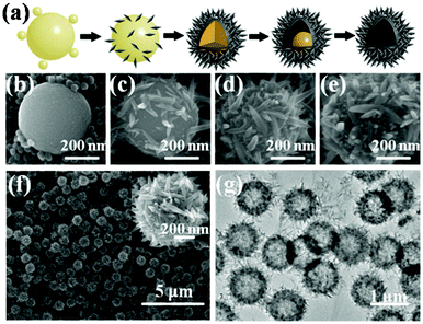 (a) Scheme of the shape evolution from amorphous sphere to hierarchical hollow sphere; (b–e) SEM images of the intermediate products collected at different times. SEM (f) and TEM (g) images of the hierarchical hollow spheres.
