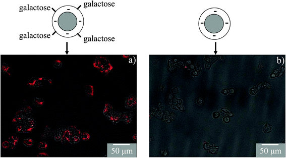 Receptor mediated uptake of galactose functionalized QDs in HepG2 cells. Anionic QDs are used for galactose functionalization as they have a low cellular uptake. Fluorescence images are combined with bright field cell images. The results show high labeling of QD–galactose (a) as compared to QDs without any galactose functionalization (b).