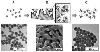 The different steps of the strategy developed for oligonucleotide synthesis on nanoparticles and electron microscopy photos of the corresponding materials. (A) TEM image of NPs before grafting on CPG. (B) SEM image of NP-CPG after DNA synthesis. (C) TEM image of DNA-NP conjugates after release from the support.
