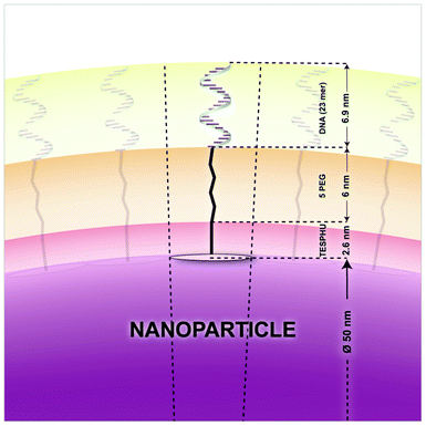 Schematic representation of the nanoparticle surface covered by DNA. The circle on the NP surface represents the DNA footprint.