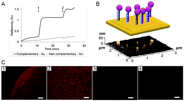 (A) SPRi of hybridization assay (1: injection of DNA-NP solution, dilution 1/100, 2: injection of DNA-NP solution, dilution 1/25). (B) 3 × 3 μm AFM image of DNA-NP grafted on the complementary spot (bottom) and its schematic representation (top). (C) Fluorescence microscopy of SPR prism (1 and 2: border and middle of the complementary spot, 3: non-complementary spot, 4: gold); scale bars are 100 μm for images 1, 3 and 4 and 20 μm for image 2.