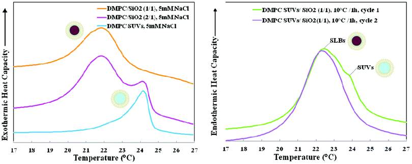 (left). Nano-DSC data for 5 mM NaCl suspensions of 1,2-dimyristoyl-sn-glycero-3-phosphocholine (DMPC): small unilamellar vesicles (SUVs), nano-systems formed at SASUV/SASiO2 = 2/1, and supported lipid bilayers (SLBs) formed at SASUV/SASiO2 = 1/1 after incubation at 45 °C/1 h; (right). Nano-DSC scans of DMPC SUVs and SiO2 in 5 mM NaCl, cooled separately to 10 °C, mixed at a ratio of SASUV/SASiO2 = 1/1 at 10 °C, incubated in the nano-DSC at 10 °C for 1 h and scanned twice.