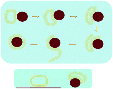 Schematics of: (top) Supported lipid bilayer (SLB) formation of zwitterionic small unilamellar vesicles (SUVs) around SiO2 nanoparticles of comparable sizes, ∼100 nm, shown to occur as a single bimolecular collision; incomplete coverage results in a defect site; (bottom) Same size SUVs adsorbed at the same surface area coverage to planar compared with curved SiO2 surfaces, showing smaller radii of curvature for SUVs at edges near the SiO2 support; not to scale.