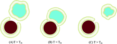 Schematic of SUVs and SLBs at high ionic strength: (A) adsorption of SUVs at defect sites on the SLB above Tm; (B) Contraction of the lipid below Tm permitting adsorption of the SUV onto the SiO2; (C) Expansion of the lipid on the SLB above Tm, “pinching” off part of the adsorbed SUV and expelling a smaller SUV