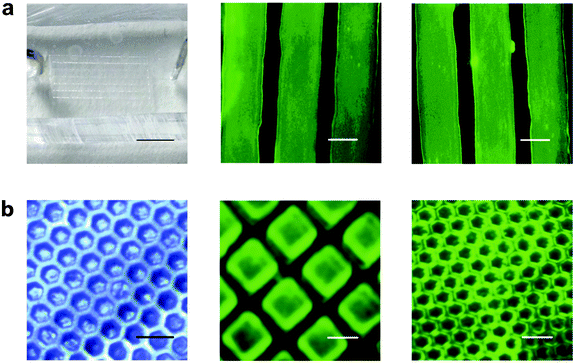 Recognition of PDMS microstructures with phage displayed peptides. (a) Microfluidic channel based binding. Left: camera image of microfluidic channel. Scale bar: 1.0 cm. Middle: Fluorescent characterization of peptide-displaying phage binding to microfluidic channels. Scale bar: 50 μm. Right: Fluorescent characterization of bifunctional peptide binding to microfluidic channels. Scale bar: 50 μm. (b) Micropatterns based binding. Left: camera image of the PDMS micropatterns (replicated from a 200 mesh TEM grid). Scale bar: 150 μm. Middle: Fluorescent characterization of peptide-displaying phages binding to PDMS micropatterns (replicated from a 400 mesh TEM grid). Scale bar: 50 μm. Right: Bifunctional peptides binding to PDMS micropatterns (replicated from a 600 mesh TEM grid). Scale bar: 50 μm.