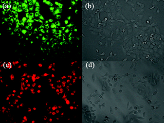 Fluorescence (a, c) and brightfield (b, d) images of living SGC7901 cells incubated with 10 μM 3 or 4 for 30 min.