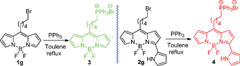 Syntheses of BODIPYs 4 and 5.