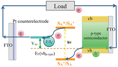 Basic operation principle of photocathodes in p-type dye sensitized solar cells (p-DSSC).