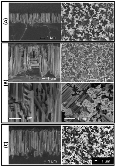SiNW surfaces SEM images; side-views on left, and top-views on right. (A) A sample made using a single etch of 5 min (SiNW_5) with nanowires are mainly aligned along the vertical direction (side-view). A small area without nanowires is shown on the top-view (inside dotted line). (B) A sample made using a two etches of 5 min (SiNW_5+5). Close-up images are shown on bottom row. The double-etched surface appears as a “mosaic” of regions with horizontal nanowires separated by vertical nanowires (top views). Pores, feather-like structures, and nanowires predominantly in the vertical but also in two mutually perpendicular horizontal directions can be observed on the close-up views. (C) A sample made using an etch of 5 min followed by and etch of 15 min (SiNW_5+15). The top-view shows fewer horizontal nanowires than in (B) due to the longer duration of the second etch. All scale bars correspond to 1 μm, except for the upper right picture in (B), where the scale bar corresponds to 10 μm.