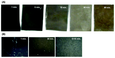 Macroscopic and mesoscopic SiNW surface images. (A) Pictures of SiNW surfaces (approximately 30 mm × 20 mm), made with a 1, 5, 15, 30, and 60 min single etch, taken with a digital camera, illustrating SiNW surface color changes from black to greenish-brown as nanowires are longer. (B) Pictures of SiNW surfaces (6.40 mm × 8.53 mm), made with a single etch of 1 and 30 min and a double etch of 5 + 15 min, taken with a digital inspection microscope. The white spots on the images correspond to surface defects, i.e., highly reflective areas without nanowires or with very short nanowires.