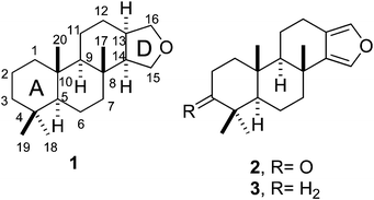 Spongian skeleton (1) and chemical structure of furanospongian diterpenes 2 and 3.