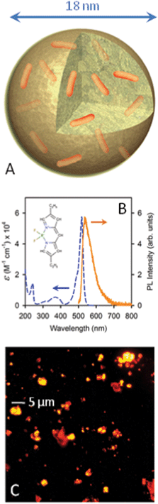 (A) Sketch of a Pyr567 (orange sticks) doped NP. (B) Molar extinction coefficient (dashed line) and PL spectrum (solid line) of a Pyr567 solution in ethanol (1.65 × 10−5 M) under 473 nm CW excitation. Inset: Pyr567 molecular structure. (C) Fluorescence image of a diluted Pyr567–NP cast film under 532 nm excitation.