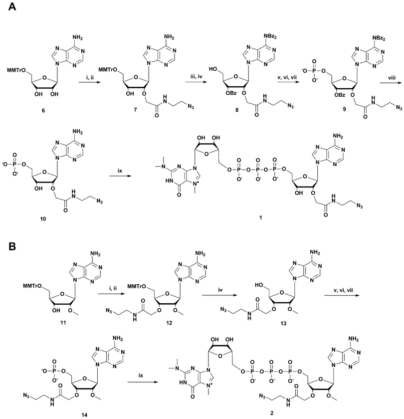 Synthesis of m3G-CAP constructs 1 (scheme A) and 2 (scheme B). i: THF, t-BuOK, 20 min, allyl bromoacetate r.t., 6 h, r.t.; ii: dry MeOH, 2-azidoethylamine, 24 h, r.t. iii: benzoyl chloride, pyridine, overnight, r.t.; iv: 80% acetic acid, r.t., 2 h; v: (9H-fluoren-9-yl)methyl H-phosphonate, DCM : Py 9 : 1, PvCl, r.t., 30 min; vi: I2, water, r.t., 10 min; vii: MeCN : Et3N 2 : 1, overnight, r.t.; viii: MeOH/NH3 sat., r.t. 50 h; ix: m3GppIm, MnCl2, N-methylmorpholine x HCl pH 7, 30 °C, 7 days; (Abbreviations: MeCN = acetonitrile, PvCl = pivaloyl chloride, Py = Pyridine, t-BuOK = potassium tertbutoxide, MeOH = methanol, DCM = dichloromethane, THF = tetrahydrofuran, NMM = N-methylmorpholine, m3GppIm = N2,N2,N7-trimethylguanosine 5′-pyrophosphorylimidazolide).