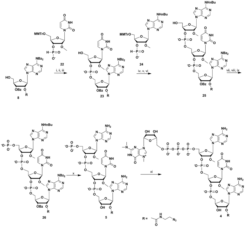 Synthesis of m3G-CAP construct 4. i: DCM : Py 9 : 1, PvCl, compound 22, 10 min; ii: I2, water, r.t., 5 min; iii: 80% acetic acid, r.t., overnight; iv: DCM : Py 9 : 1, PvCl, compound 24, 30 min; v: I2, water, r.t., 10 min; vi: 80% acetic acid, r.t., overnight; vii: (9H-fluoren-9-yl)methyl H-phosphonate, DCM : Py 9 : 1, PvCl, r.t., 40 min; viii: I2, water, r.t., 10 min; ix: MeCN : Et3N 2 : 1, overnight, r.t.; x: NH3 aq. sat., r.t., overnight; xi: m3GppIm, MnCl2, NMM x HCl pH 7, 30 °C, 7 days; (Abbreviations: MeCN = acetonitrile, PvCl = pivaloyl chloride, Py = Pyridine, DCM = dichloromethane, NMM = N-methyl morpholine, m3GppIm = N2,N2,N7-trimethylguanosine 5′-pyrophosphorylimidazolide).