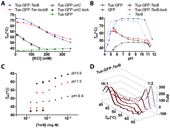 Comparison of the effects of KCl and pH on the stability of free and DNA-bound Tus-GFP. A. Effect of KCl. Melting curves were obtained for Tus-GFP, either free or bound to TerB, Ter-lockB, oriC or oriC-lock in buffer D with increasing KCl concentrations (8.5–350 mM). B. Effect of pH. Melting curves were obtained for Tus-GFP, either free or bound to TerB or Ter-lockB and GFP at pH ranging from 4–12. Melting curves were also obtained for TerB with SYBR green I in the same conditions. C. Effect of increasing concentrations of TerB on Tm of Tus-GFP. Tus-GFP (2.5 μM) was incubated at RT for 15 min with varying ratios of TerB at either pH 5.9, 7.5 or 9.4 (see Fig. S1 and Experimental Procedures for reaction conditions). D. Melting curve profiles obtained with different ratios of Tus-GFP:TerB at pH 5.9 (see also Fig. S1). All reactions contained 2.5 μM of Tus-GFP. Melting curves were recorded from 35–80 °C with 0.5 °C/cycle and 30 s dwell time.