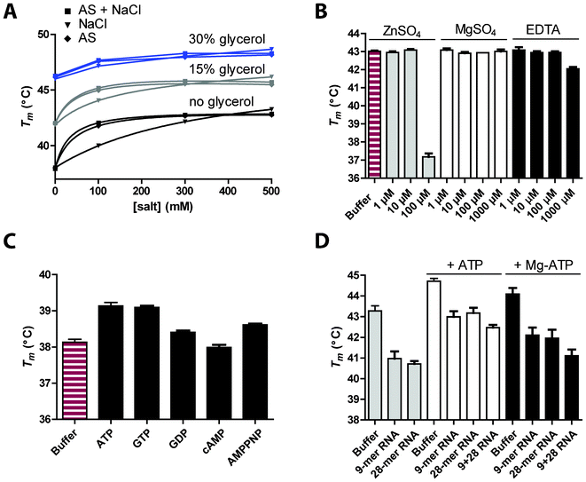 Effects of additives and ligands on RdRp-GFP stability. A. Combined effect of NaCl, ammonium sulfate (AS) and glycerol on RdRp-GFP (2.5 μM in phosphate buffer pH 7.8). B. Effect of ZnSO4, MgSO4 and EDTA. Increasing concentrations of additives were tested in phosphate buffer containing 7.5% glycerol and 100 mM AS. C. Effect of ribonucleotide binding. RdRp-GFP was diluted in phosphate buffer supplemented with 1 mM of ATP, GTP, GDP, cAMP or AMPPNP. D. Effect of RNA binding in the presence or absence of ATP or ATP/MgCl2. RdRp-GFP was diluted in phosphate buffer supplemented with 18.75% glycerol and equimolar concentrations of single-stranded RNA (9- or 28-mer) or partially double-stranded RNA (9 + 28 RNA). Each experiment was performed at least in triplicate.