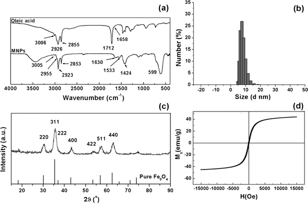 Characterization of the MNPs by (a) FTIR: the positions of characteristic oleic acid and MNPs peaks are indicated; (b) DLS: the hydrodynamic diameter; (c) XRD: the scattering angles are indicated, as are those of pure magnetite from standard Powder Diffraction File (PDF#19-0629); (d) VSM: the magnetization curve.