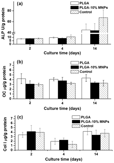 Characteristic protein contents of MC3T3-E1 cells in PLGA scaffolds (white colume), PLGA-10% MNPs scaffolds (black colume) and control (stripe colume) groups. After 2, 4 and 14 days culture, the cells in these groups were lysed and the characteristic proteins: (a) ALP, (b) OC and (c) Col I were analyzed using ELISA method.