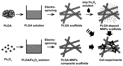 Schemes of fabricating different scaffolds for cell experiements. PLGA with/without MNPs in CH2Cl2/DMF solvent was used to fabricate PLGA scaffolds and PLGA-MNPs composite scaffolds. Some PLGA scaffolds were subsequently used to make PLGA-deposit MNPs scaffolds by dripping MNP solution onto their surface and evaporating the solvent. Finally, these scaffolds were cultured with osteoblast cells on the surface for cell experiment studies.