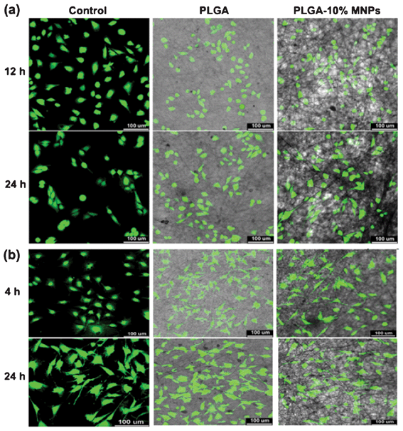 Fluorescence microscopy images of (a) Ros17/2.8 and (b) MC3T3-E1 cells cultured in well plates (control), PLGA and PLGA-10% MNPs scaffolds. The cells were stained with FDA after 12 and 24 h culture for Ros17/2.8 and 4 and 24 h for MC3T3-E1, and were photographed by CLSM.