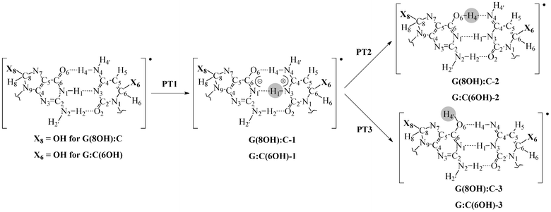 Possible paths for the inter-base proton transfer in the G(8OH):C and G:C(6OH) radical adducts. The transferred proton is circled. For the sake of clarity, only atoms of the central base pair are shown.
