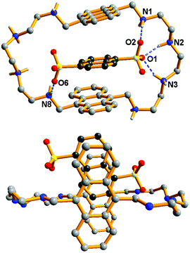 The structure of the [(H8L1)(1,5-NDS)]6+ cation in 1.