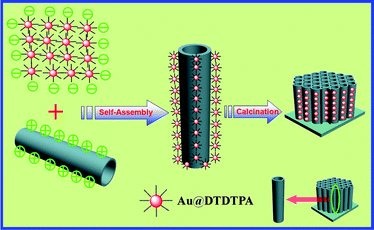 Schematic illustration showing the self-assembly of the hierarchical Au/TNTs heterostructure.