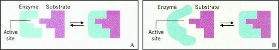 Representation set of a general enzyme–substrate interaction. The enzyme and substrate are represented along with the enzyme–substrate complex. The active site of the enzyme is also represented. (A) Representation of the lock & key theory of enzyme–substrate interaction. (B) Representation of the induced fit theory of enzyme–substrate interaction. Adapted from Chemistry and the Living Organism (p. 461), by M. M. Bloomfield and L. J. Stephens, 1996, United States: John Wiley & Sons, Inc. Copyright 1996 John Wiley & Sons Inc. Reprinted with permission.